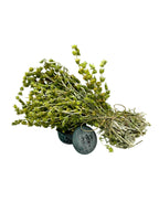 Greek Mountain Tea Whole Loose Herbal Tea ~ Sideritis Raeseri
