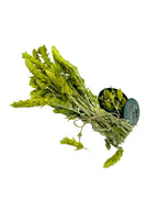 Greek Olympus Mountain Whole Herbal Tea ~ Sideritis Scardica