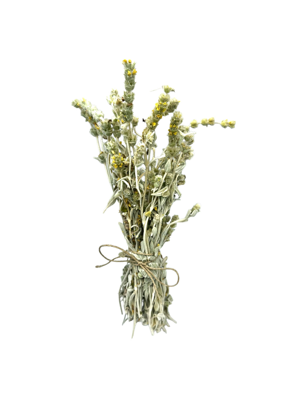 Greek Mountain Tea Sideritis Syriaca ~ Malotira Cretan Tea