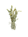 Greek Mountain Tea Sideritis Syriaca ~ Malotira Cretan Tea
