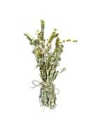 Greek Mountain Tea Sideritis Syriaca ~ Malotira Cretan Tea