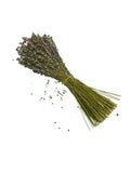 Greek Dried Lavender Whole Bunch ~ Lavandula angustifolia