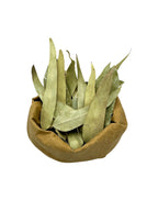 Eucalyptus Dried Leaves Loose Herbal Tea ~ Eucalyptus Globulus