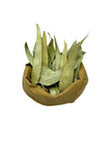 Eucalyptus Dried Leaves Loose Herbal Tea ~ Eucalyptus Globulus