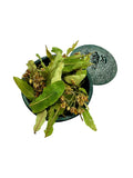 Linden Leaf Dried Leaves & Flowers Loose Herbal Tea ~ Tilia Cordata