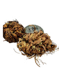 Rose of Jericho Dried Whole Plant ~ Selaginella Lepidophylla
