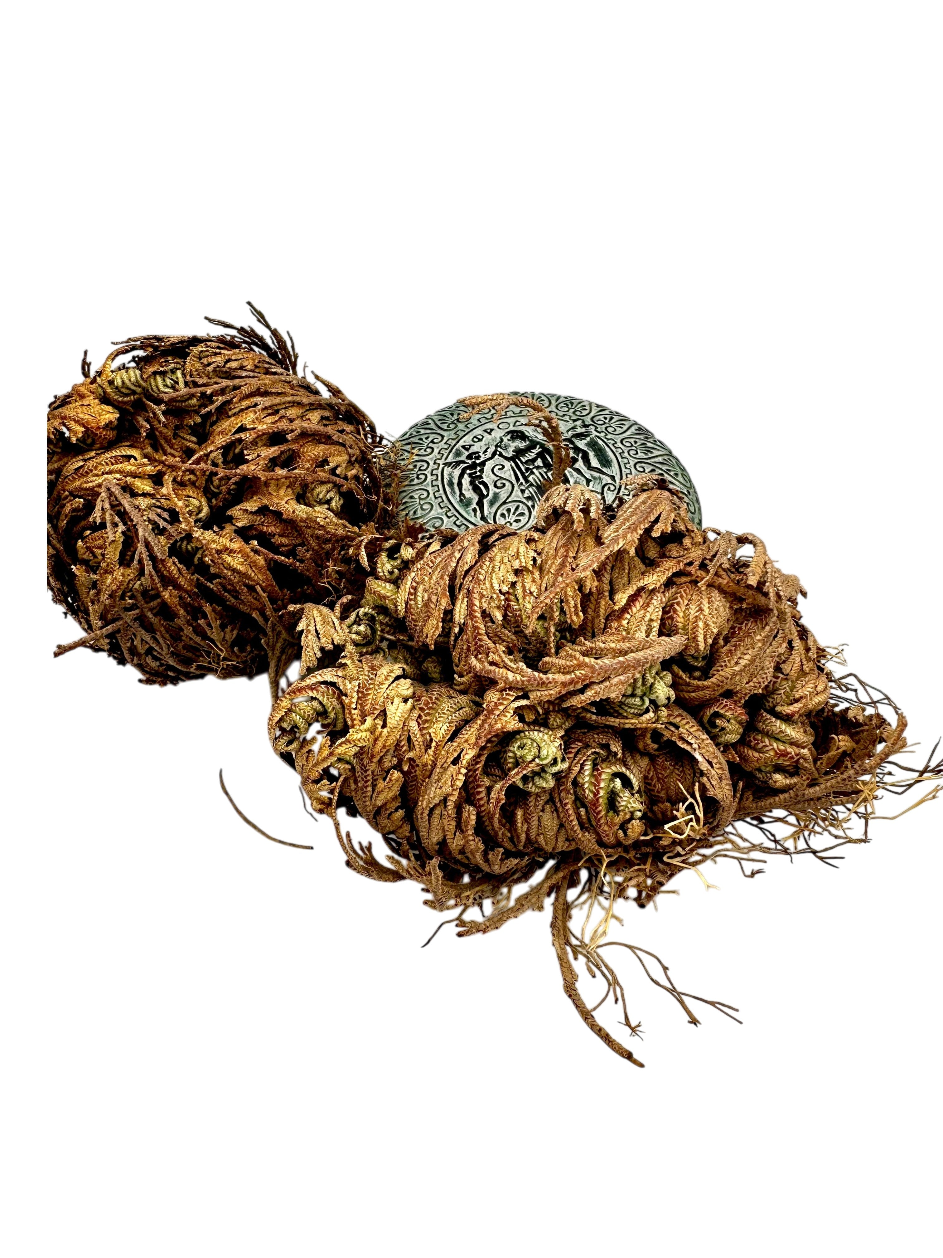 Rose of Jericho Dried Whole Plant ~ Selaginella Lepidophylla