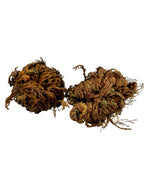 Rose of Jericho Dried Whole Plant ~ Selaginella Lepidophylla