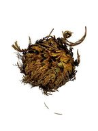 Rose of Jericho Dried Whole Plant ~ Selaginella Lepidophylla