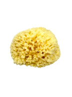 Natural Greek Sea Sponge (Kapadiko) from Kalymnos Island
