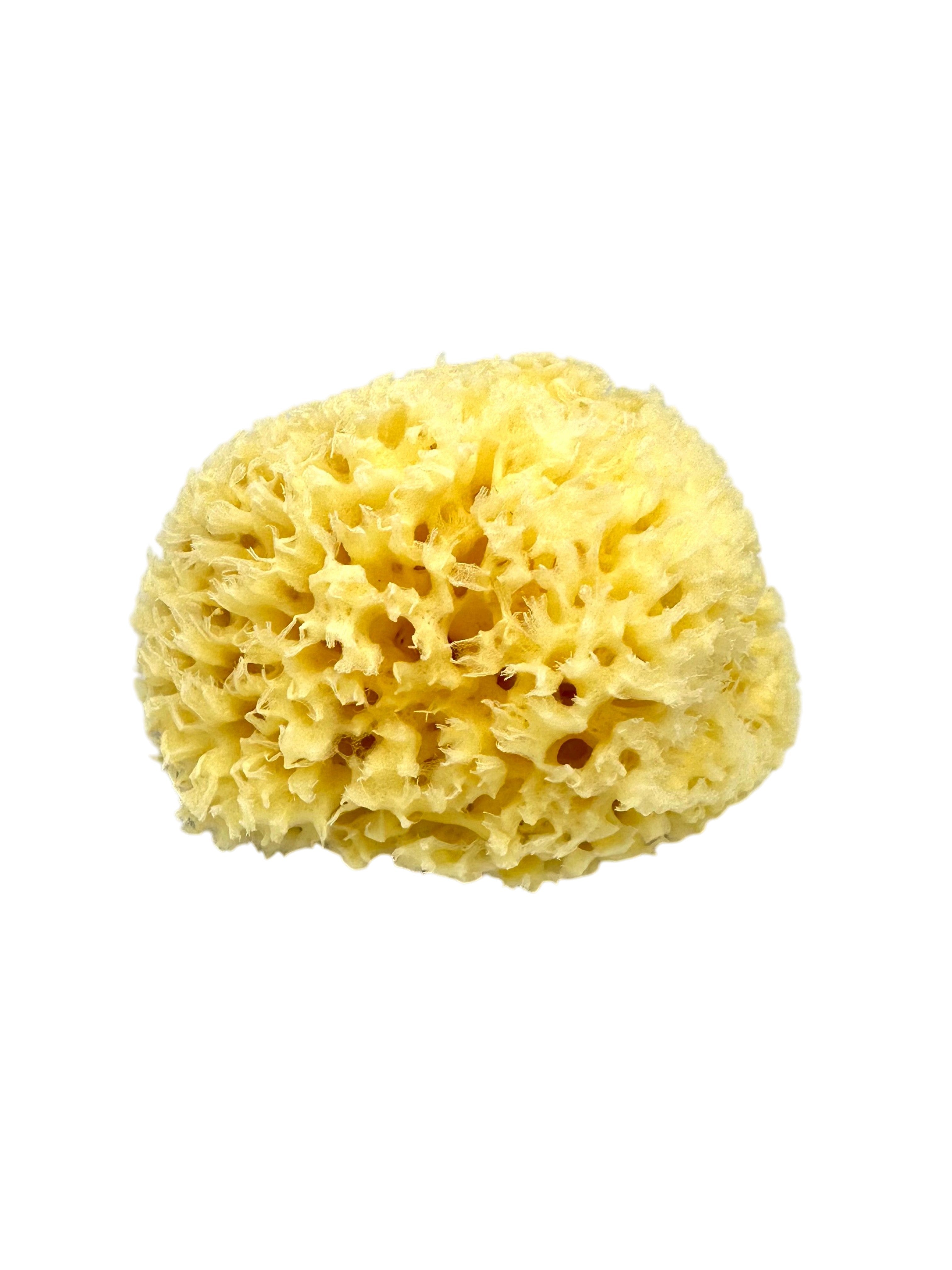 Natural Greek Sea Sponge (Kapadiko) from Kalymnos Island