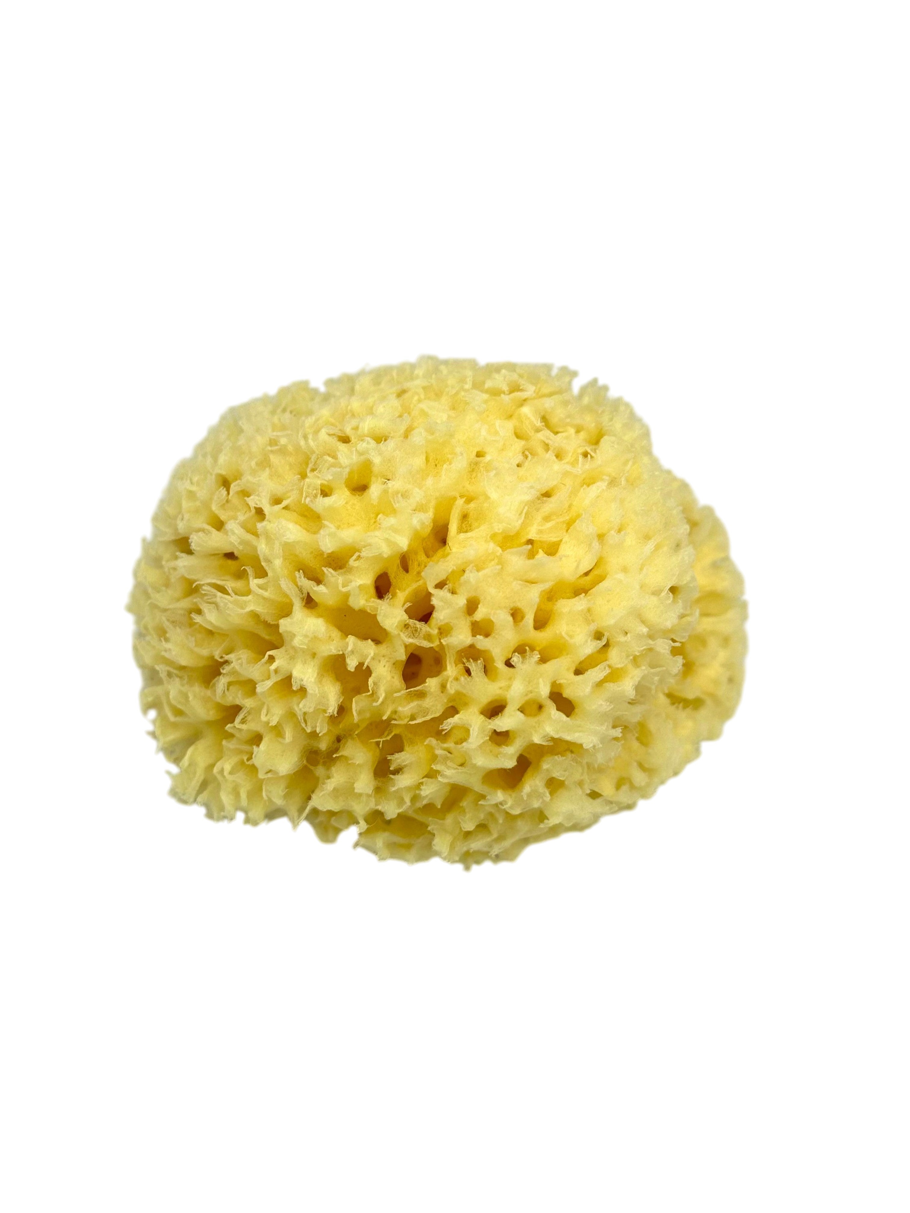 Natural Greek Sea Sponge (Kapadiko) from Kalymnos Island