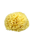 Natural Greek Sea Sponge (Kapadiko) from Kalymnos Island
