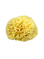 Natural Greek Sea Sponge (Kapadiko) from Kalymnos Island