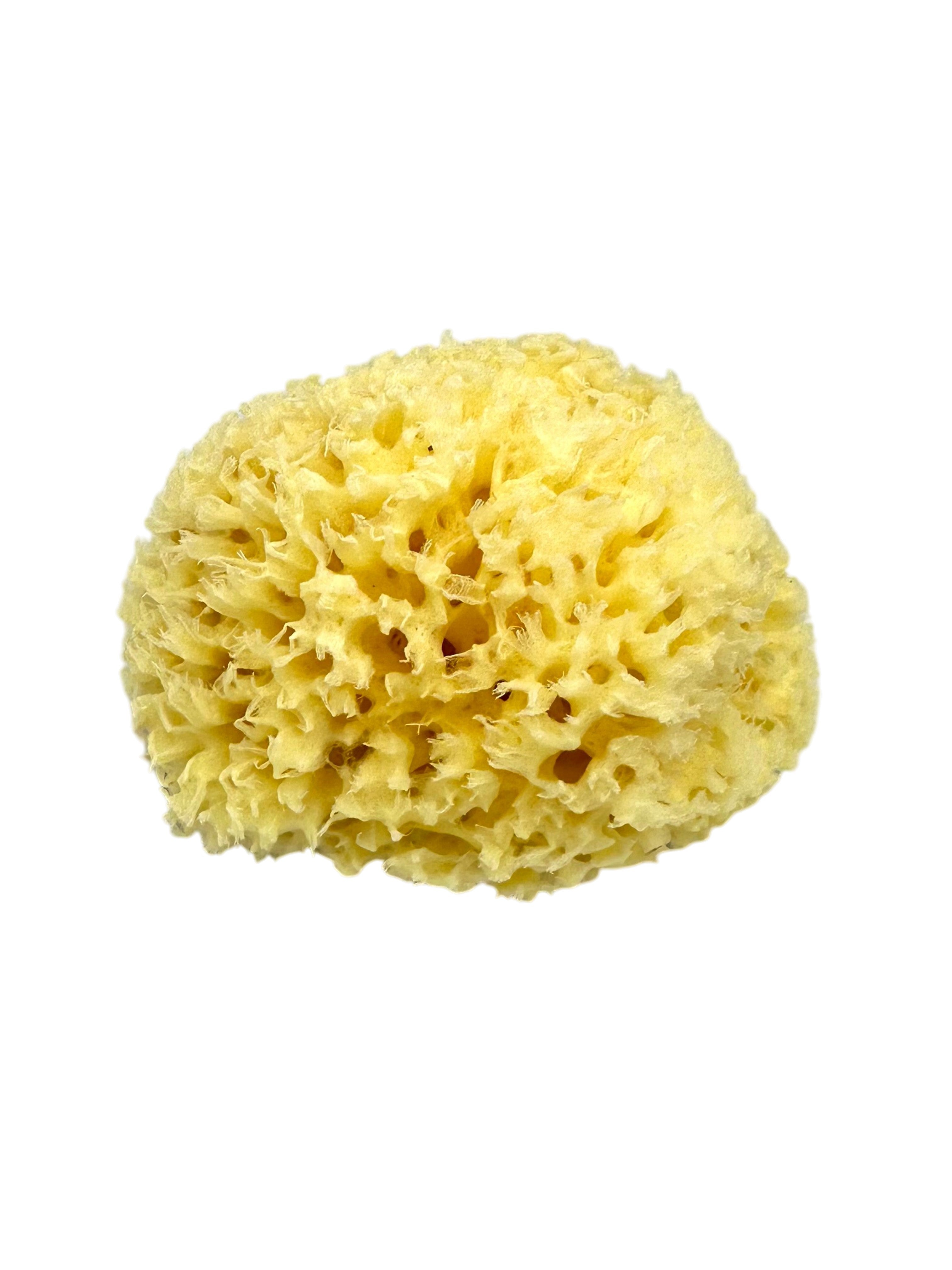 Natural Greek Sea Sponge (Kapadiko) from Kalymnos Island