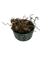 Butcher's Broom Root Whole Rhizoma Herb Herbal Tea ~ Ruscus Aculeatus