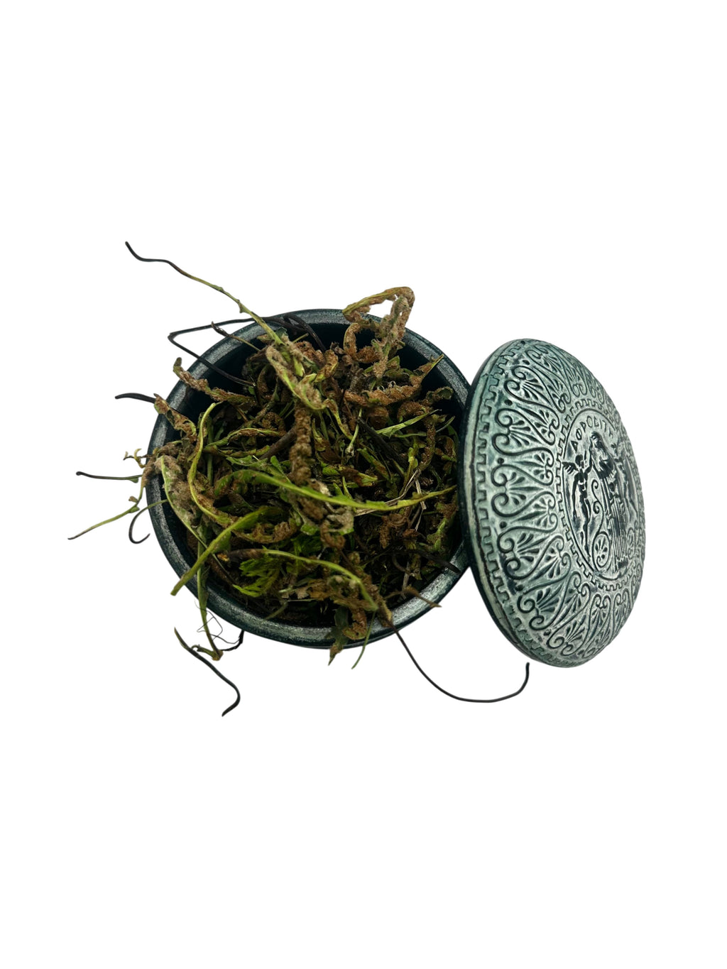 Rustyback Dried Cut Herb - Asplenium Ceterach