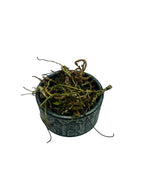 Rustyback Dried Cut Herb - Asplenium Ceterach