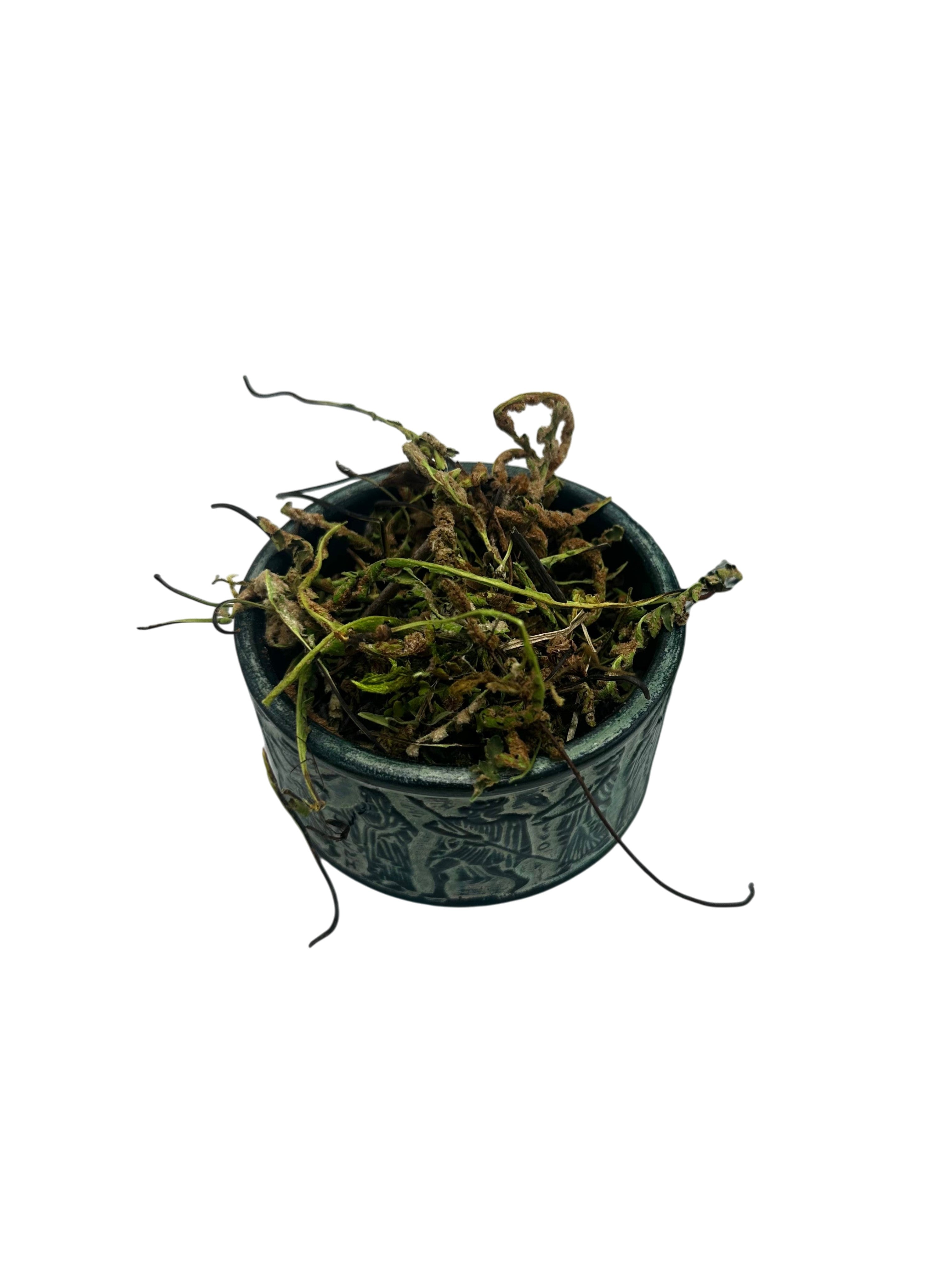 Rustyback Dried Cut Herb - Asplenium Ceterach