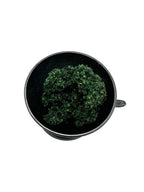 Greek Natural Frankincense Paste Incense Basil - Handmade on Mount Athos