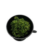 Greek Natural Frankincense Paste Incense Honeysuckle - Handmade on Mount Athos