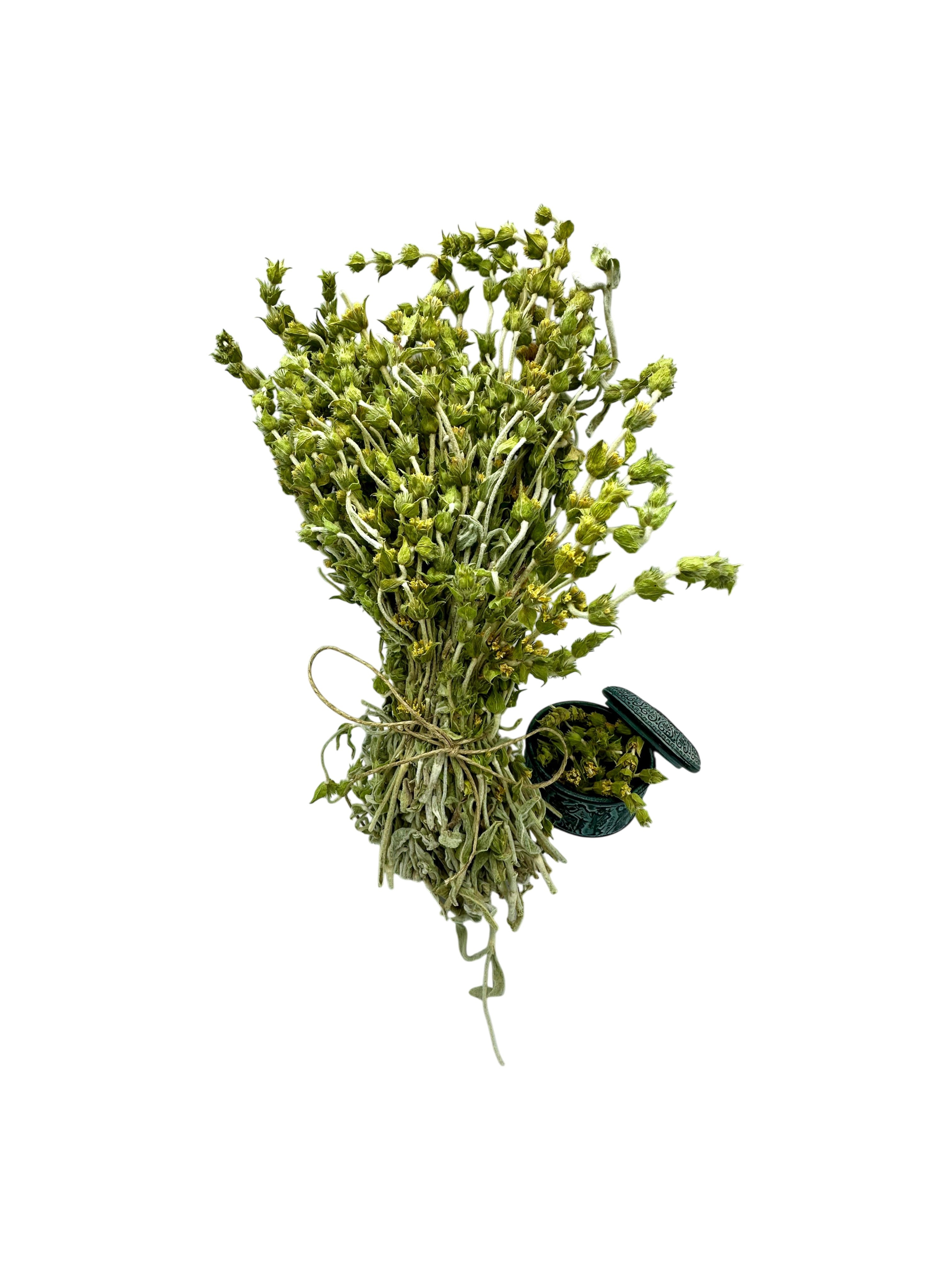Greek Mountain Tea Whole Loose Herbal Tea ~ Sideritis Raeseri